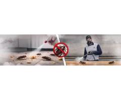 Top 10 Listed Pest Control Summer Deals