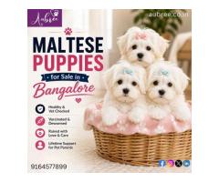 Golden Retriever Puppies for Sale in Bangalore Bring Home a Loyal Companion Aubree