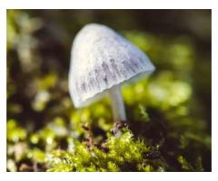 Best Texas Ghost Mushroom Spores for Advanced Research