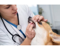 Veterinary Dental Care for Healthy Teeth and Gums