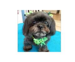 How To Find The Best Dog Groomer For Shih Tzu Care