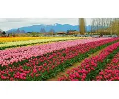 Kashmir Tour Package from Mumbai 6N/7D - 6
