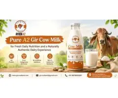 Pure A2 Gir Cow Milk for Fresh Daily Nutrition and a Naturally Authentic Dairy Experience