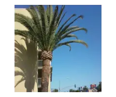 Affordable Tree Emergency in Beverly Hills - Gabrieltreeservices