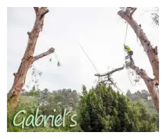 Affordable Tree Emergency in Beverly Hills - Gabrieltreeservices - 2