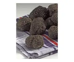 Buy Black Truffles & Fresh Truffle Online in UAE
