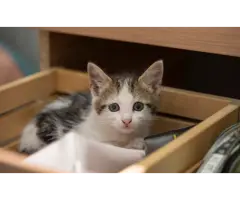 Healthy Siberian Kittens in Washington for Loving Homes