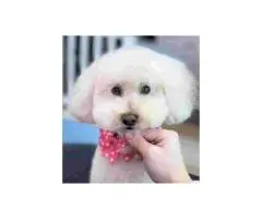 How Can Professional Pet Grooming in Burbank Help Your Pet