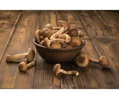 What Is a Mushroom Chocolate Bar Key Facts and Ingredients