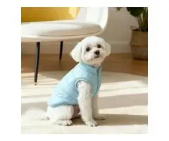 Shop Pet Products Online for Every Need