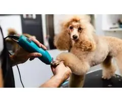 Enjoy Personalized Dog Grooming In Bradenton Tailored To Your Pet s Needs And Style