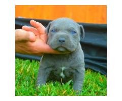 Pitpull puppies is Available