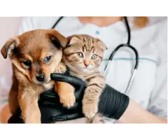 Caring Veterinarian Edmonton Healthy Pets, Happy Lives