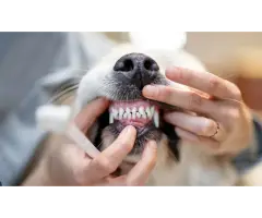 Veterinary Dental Care Protect Your Pet s Teeth and Gums
