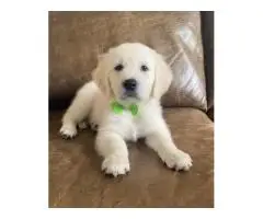 Golden Retriever Tennessee Where Loving Companionship Begins