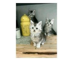 Maincoon kittens for sale - 3