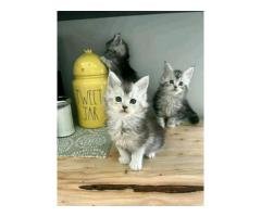 Maincoon kittens for sale - 4