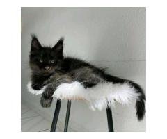 Maincoon kittens for rehoming