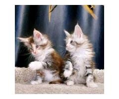 Maincoon kittens for rehoming and adoption - 2