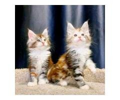 Maincoon kittens for rehoming and adoption - 3