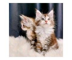 Maincoon kittens for rehoming and adoption - 4