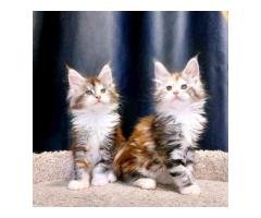 Maincoon kittens for rehoming and adoption - 5