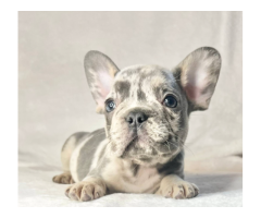 Cute and adorable French bulldog puppies lilac marle available
