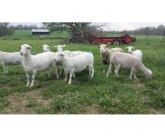 Dorper ewes and lambs for sale