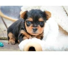 teacup Yorkshire Terrier Puppies for sale
