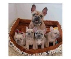 English bulldog puppies for sell