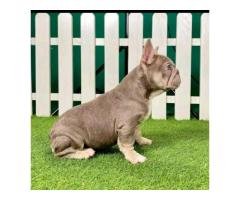 English bulldog puppies for sell - 5