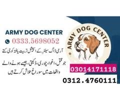 Army Dog Center Rawalpindi 03014171118