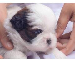 Shih tzu FOR MATING MALE AVAILABLE - 4