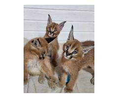 serval, savannah and caracal kittens available