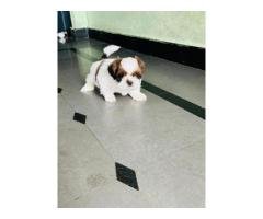 Shih tzu dog - 2