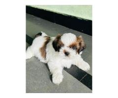 Shih tzu dog - 3