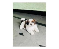 Shih tzu dog - 4