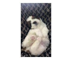 Shih tzu dog - 5