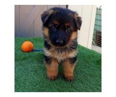 Male and Female German Shepherd Puppies for sale - 3