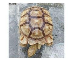 Tortoise - 3