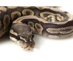 Try Ukuthwala (Snake) Effective Spiritual Money Spells in South Africa UK & EUROPE????+277888043