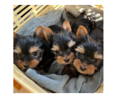 Adorable Yorkie puppies for adoption