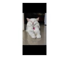 Adult male (Sterlized) 5 years and female 2.5 years Persian cats for sale. Fully vaccinated - 5