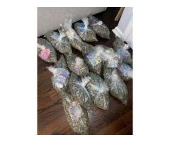 Dispensary drugs - 2