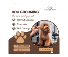 Best Dog Grooming Service in Noida - JustforDogs