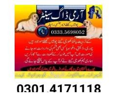 Army Dog Center Islamabad 03335698052