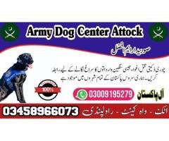 Army Dog Center Attock 03009195279 | Sniffers Dogs