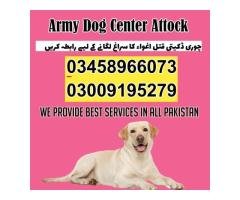 Army Dog Center Attock 03009195279 | Sniffers Dogs - 2