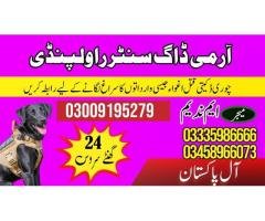 Army Dog Center Islamabad 03009195279 | Islamabad Khoji Dogs Service