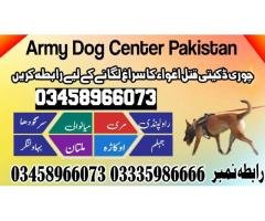 Army Dog Center Islamabad 03009195279 | Islamabad Khoji Dogs Service - 2